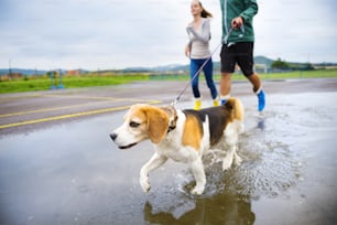 Pareja joven pasea perro bajo la lluvia. Detalle del perro beagle chapoteando en charcos.