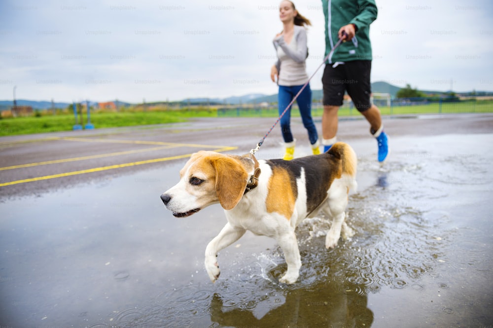 Young couple walk dog in rain. Detail of beagle dog splashing in puddles.
