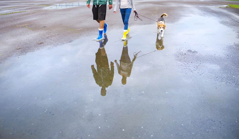 Young couple walk dog in rain. Details of legs and wellies reflecting in puddles.