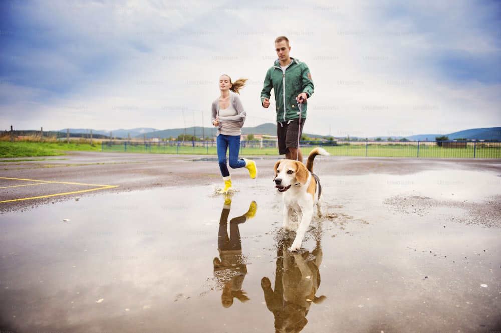 Jovem casal em galochas coloridas andam com o cão beagle na chuva.