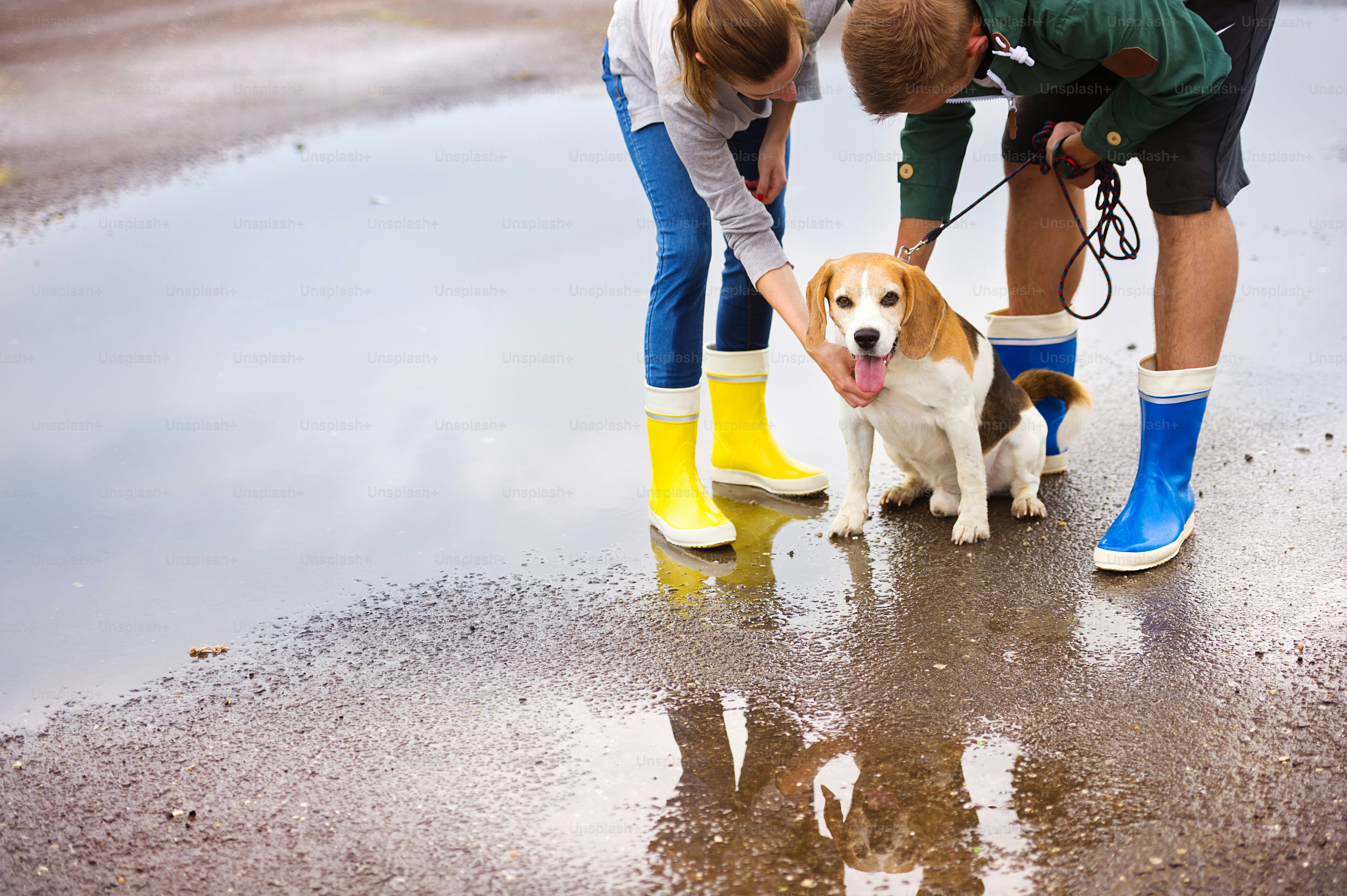 Un couple promène son chien sous la pluie. Détails des wellies éclaboussant dans les flaques d