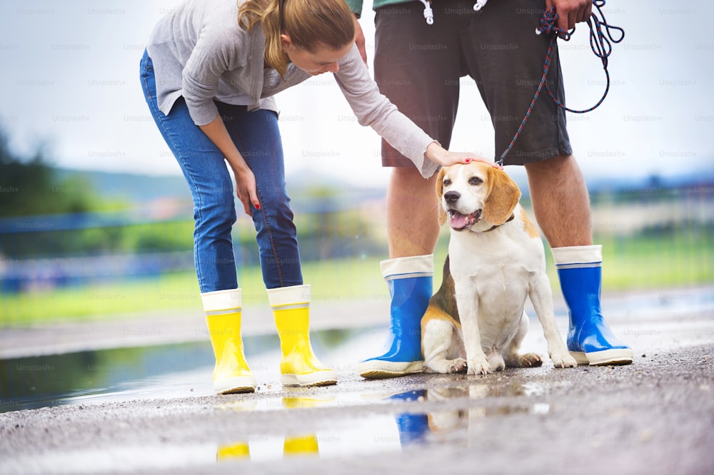 Couple walk dog in rain. Details of wellies splashing in puddles.