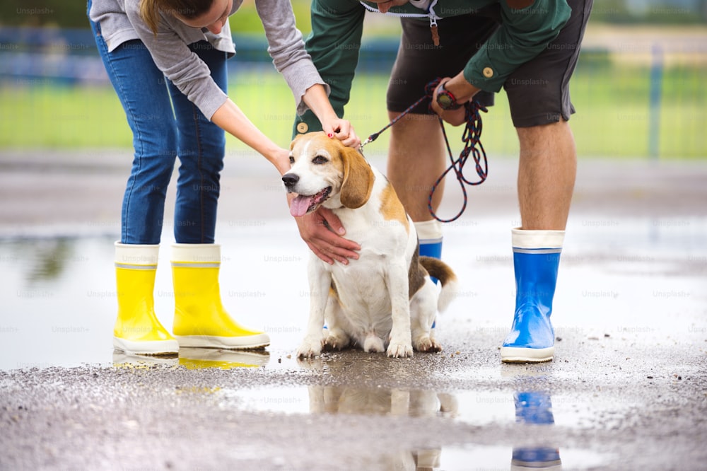 Pareja pasea perro bajo la lluvia. Detalles de botas de agua chapoteando en charcos.