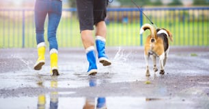 Casal passeio de cachorro na chuva. Detalhes de galochas salpicando em poças.
