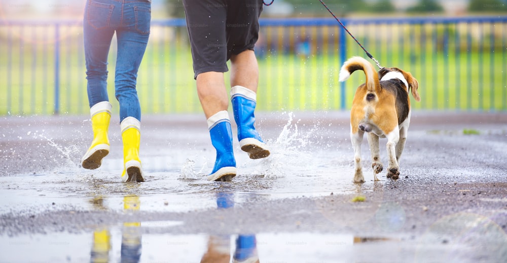 Paar geht mit dem Hund im Regen spazieren. Details von Gummistiefeln, die in Pfützen planschen.