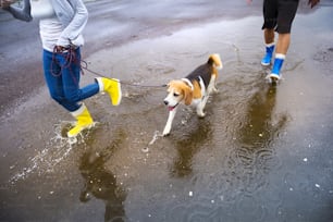 Un couple promène son chien sous la pluie. Détails des wellies éclaboussant dans les flaques d’eau.
