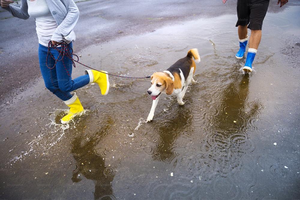 Paar geht mit dem Hund im Regen spazieren. Details von Gummistiefeln, die in Pfützen planschen.