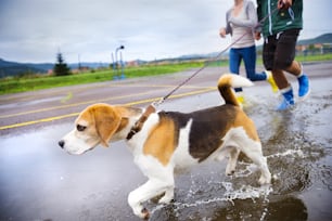 Couple walk dog in rain. Details of wellies splashing in puddles.