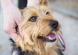 Female hand patting smiling brown dog head