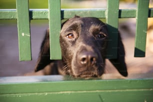 Lindo perro negro detrás de la valla del jardín