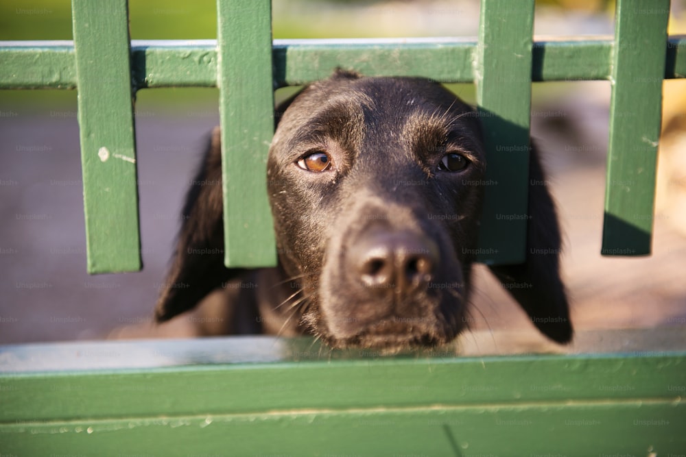 Cute black dog behind the garden fence