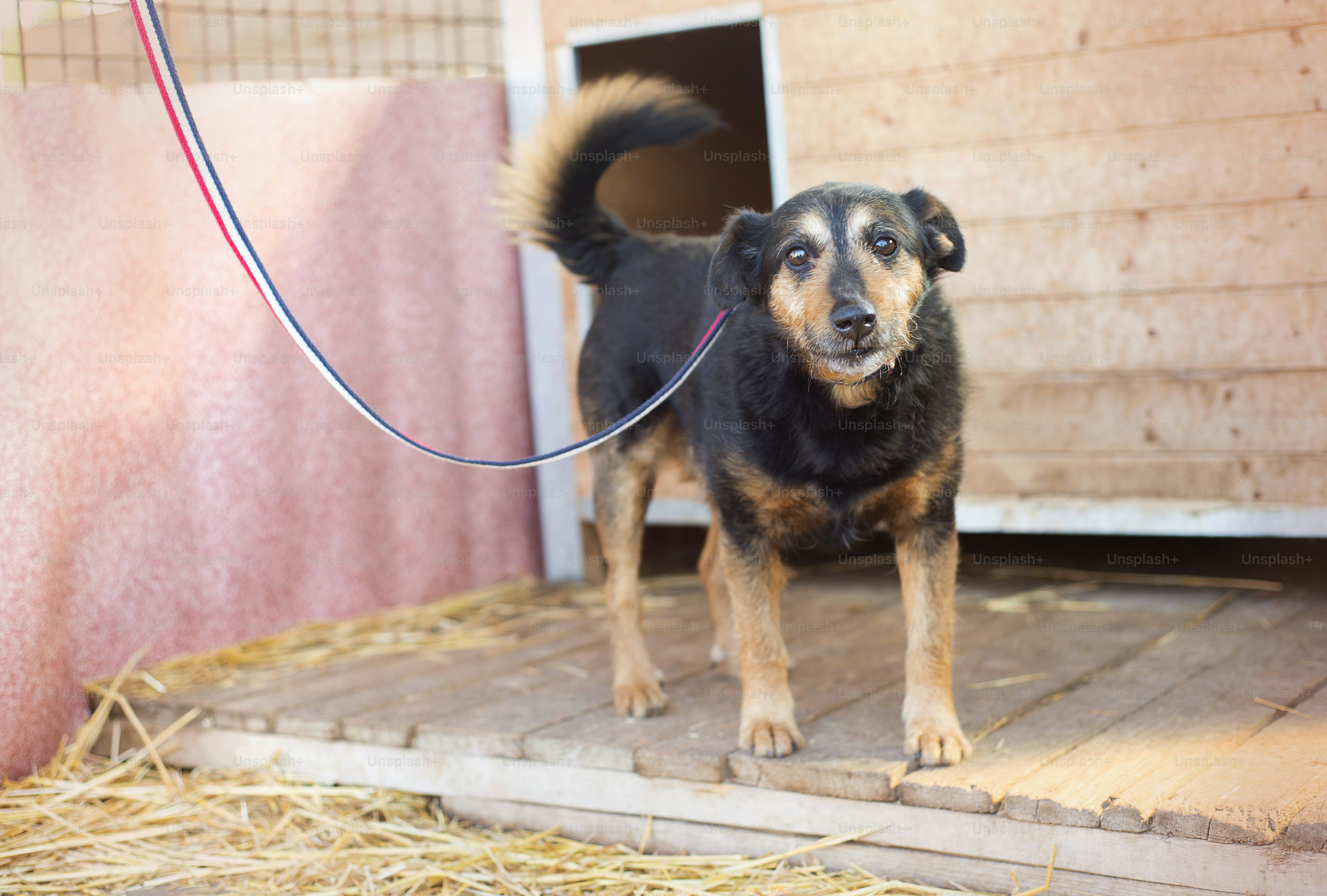 Cane nero sveglio al guinzaglio all'esterno