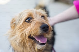 Female hand patting smiling brown dog head