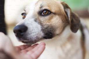 Female hand patting smiling brown dog head