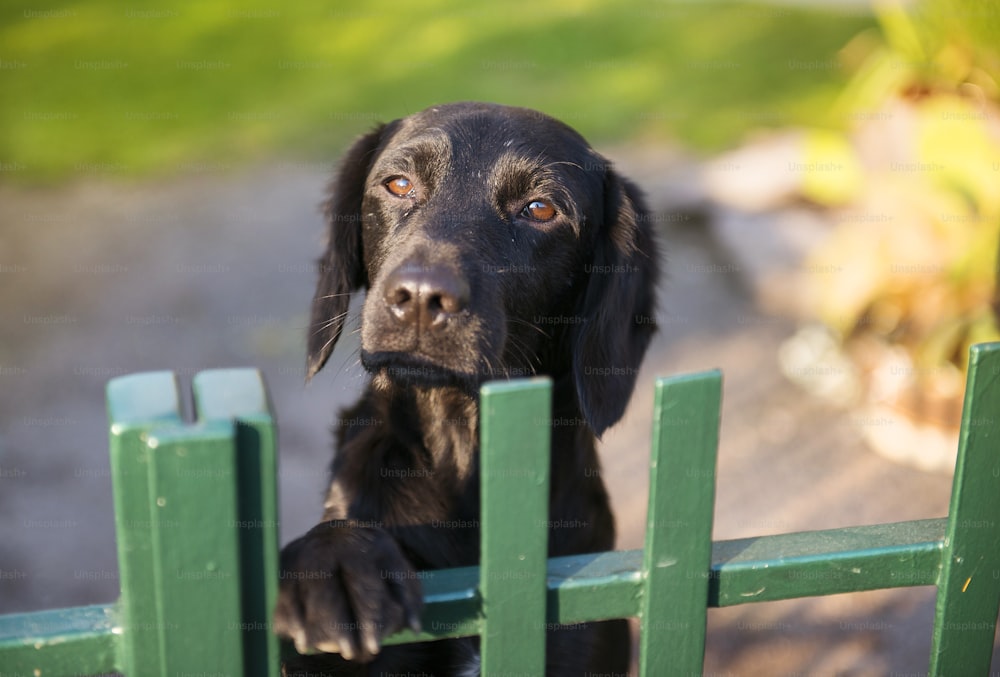 Lindo perro negro detrás de la valla del jardín