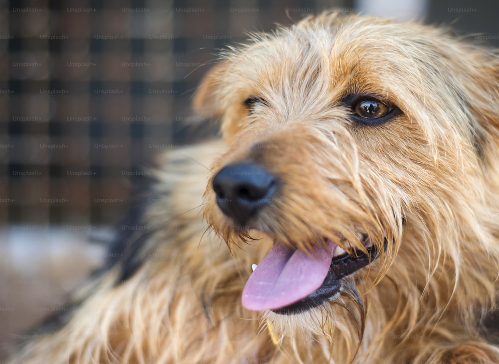 A dog in an animal shelter, waiting for a home