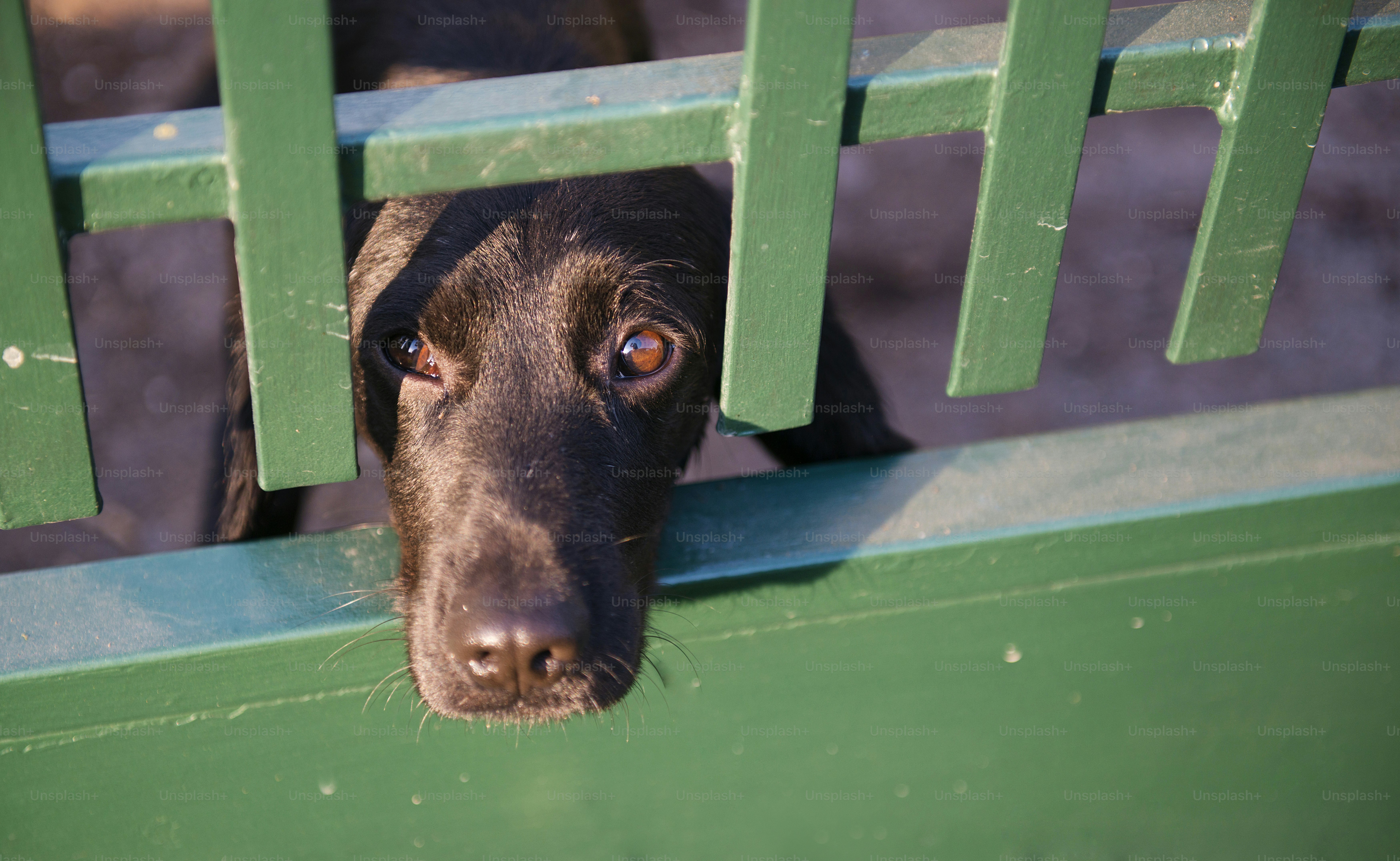 Netter schwarzer Hund hinter dem Gartenzaun