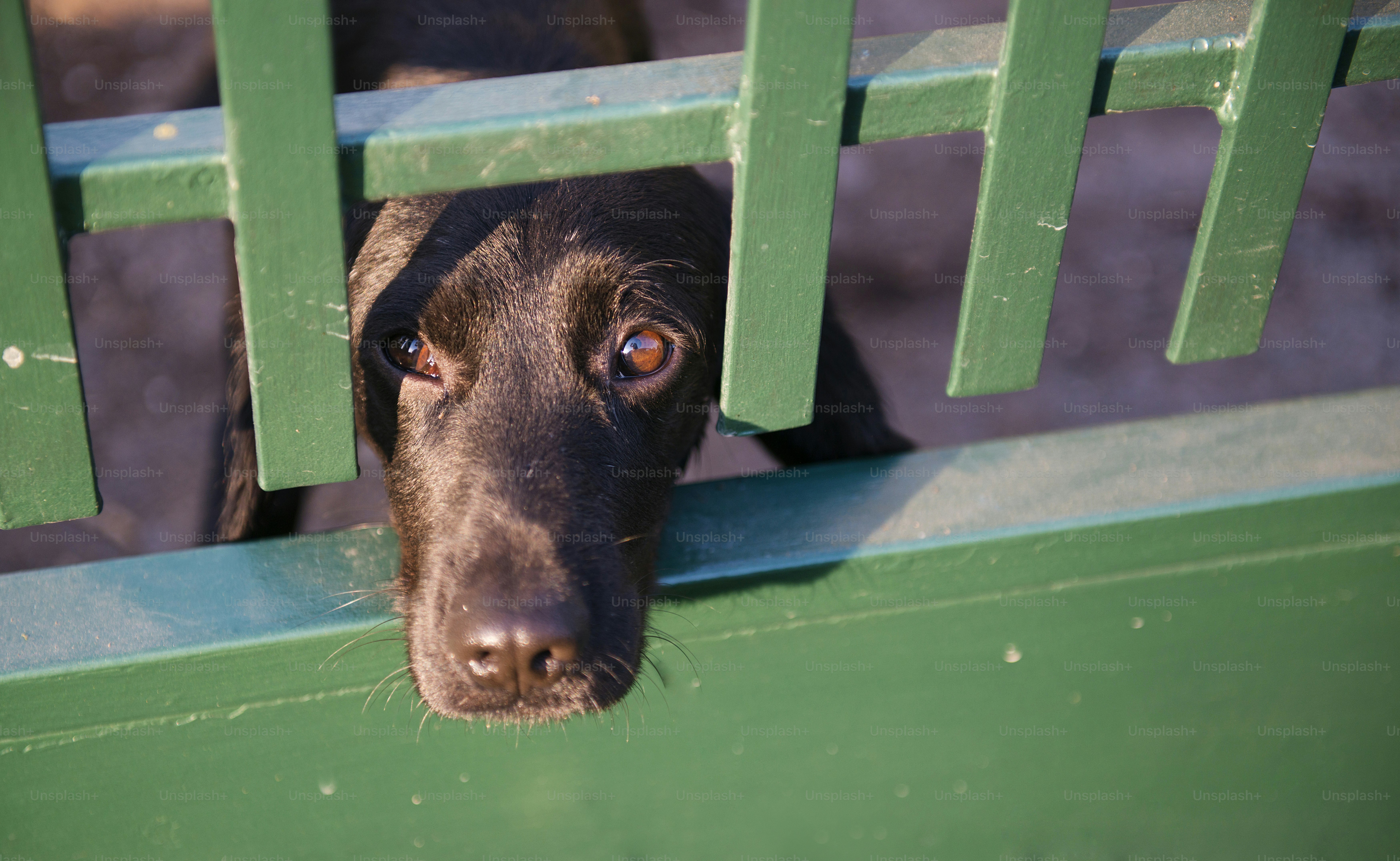 Is there anything more emotive and endearing than images of puppies? No? Well, how about flawless, HD images of puppies taken by passionate professional photographers? Unsplash has over 900 puppy images to choose from. Beware of cuteness overload.