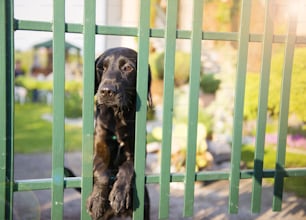 Cute black dog behind the garden fence