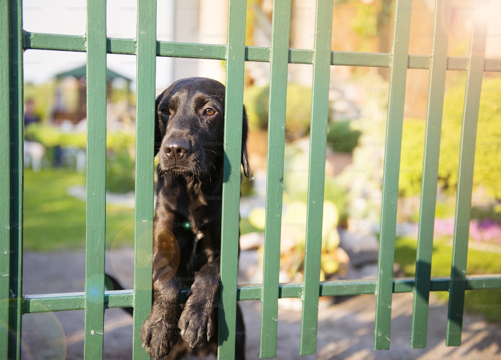 Cute black dog behind the garden fence