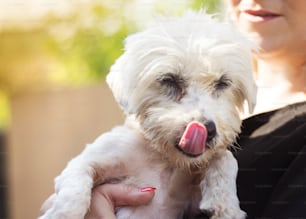 Close-up of woman holding and stroking her dog