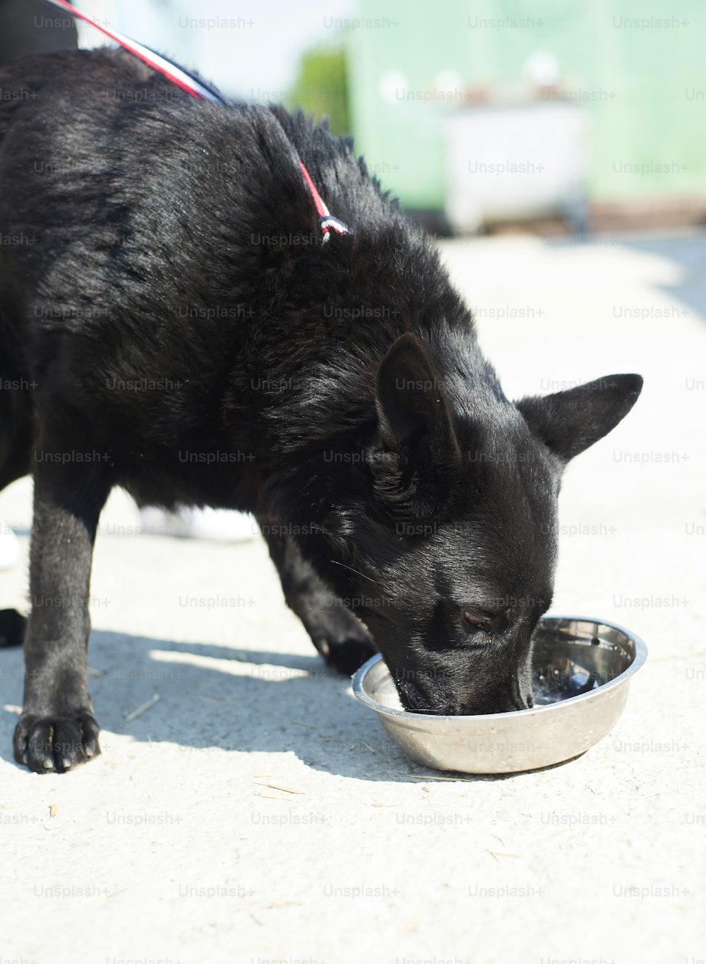 Cute dog outside eating his food from the bowl