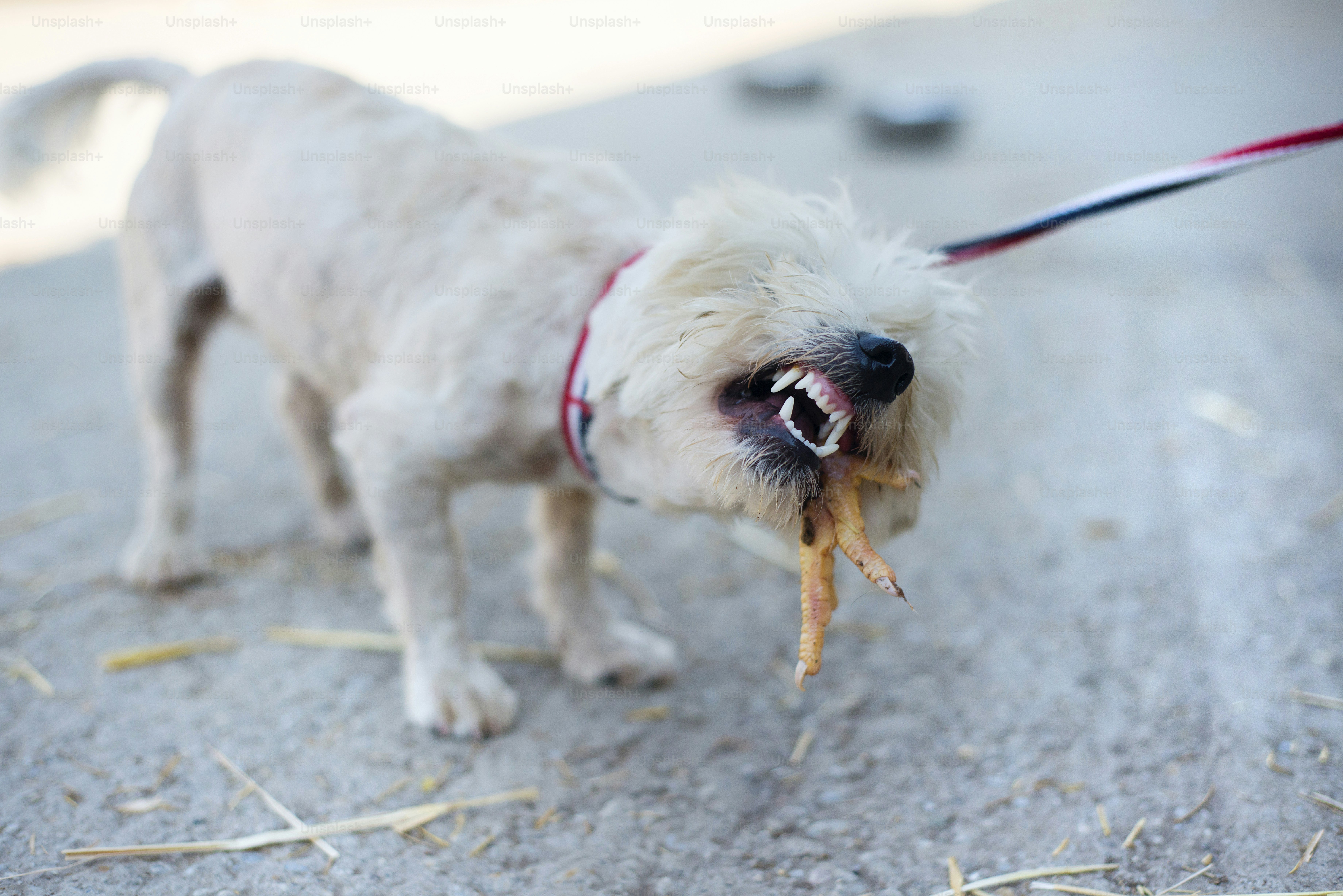 Cute white dog on the lead outside