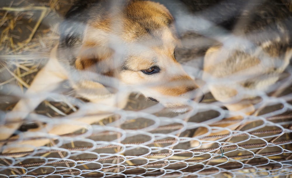 A dog in an animal shelter, waiting for a home