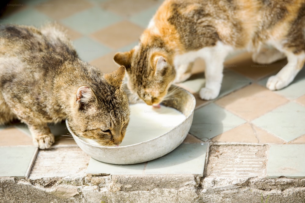Two cute cats are drinking milk from bowl