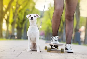 Gros plan des jambes d’une adolescente sur une planche à roulettes avec son chien