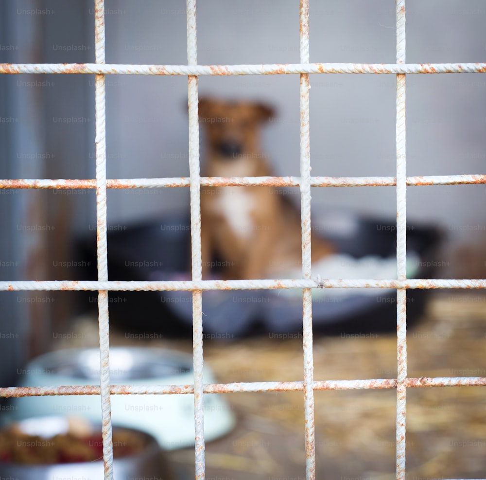 Um cão em um abrigo de animais, à espera de uma casa