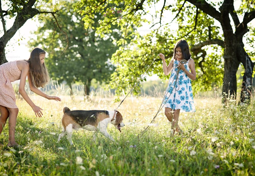 Two sisters playing with their beagle dog in green sunny park