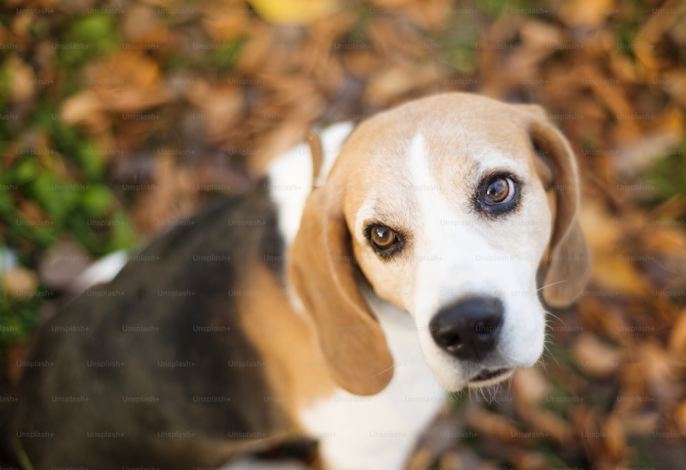 Retrato de perro Beagle acostado en hojas de otoño