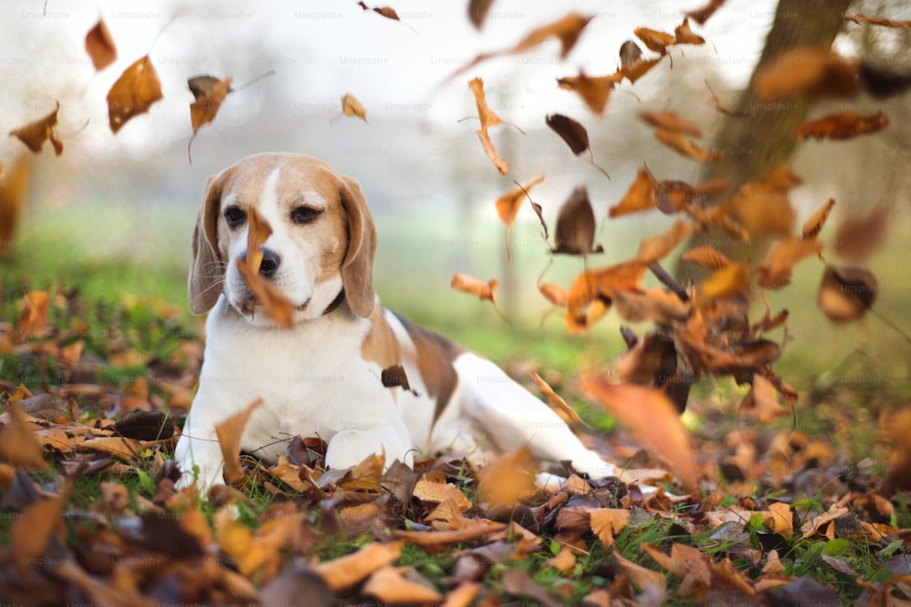 Beagle-Hundeporträt legt sich in Herbstlaub
