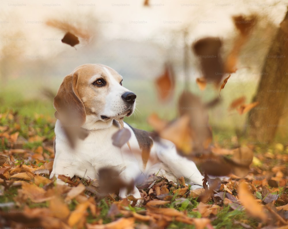 Retrato de perro Beagle acostado en hojas de otoño