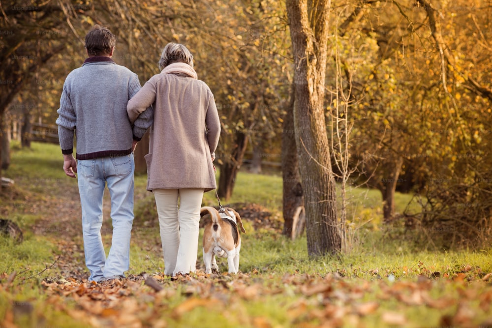 Senior couple walking their beagle dog in autumn countryside