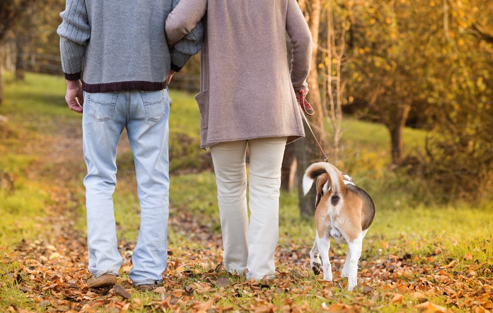 Senior couple walking their beagle dog in autumn countryside