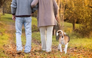 Senior couple walking their beagle dog in autumn countryside