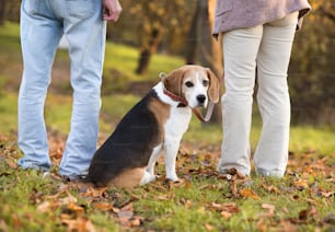 Pareja mayor paseando a su perro beagle en el campo de otoño