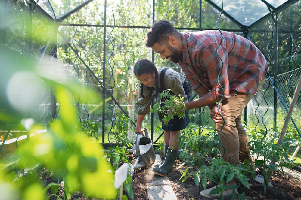 Un giovane padre felice con una piccola figlia che lavora all'aperto nel cortile, nel giardinaggio e nel concetto di serra.