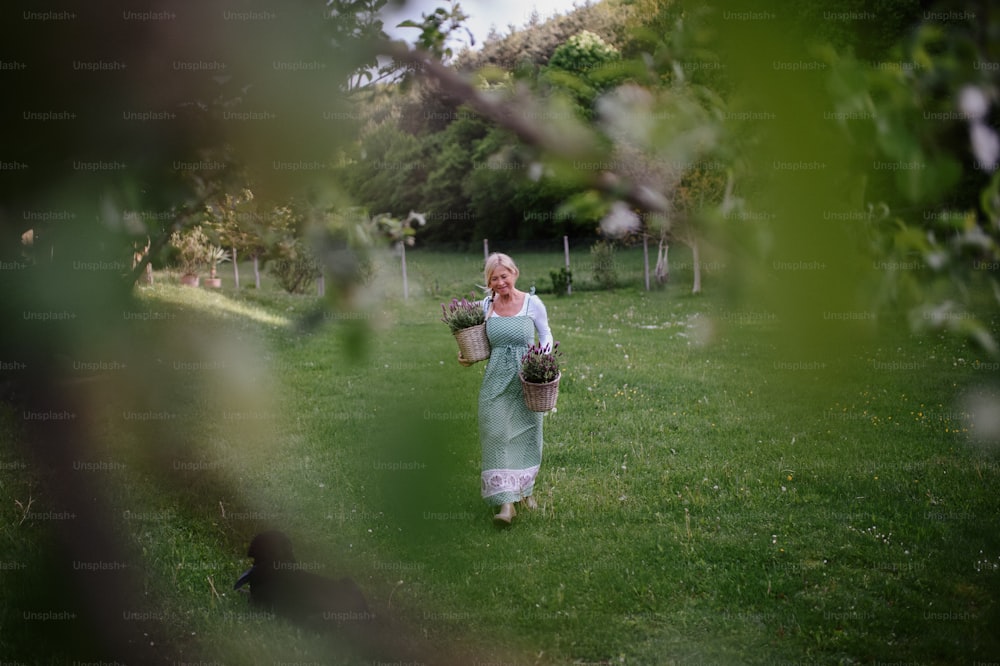 Retrato de una florista mayor feliz que lleva una canasta con lavanda plantada al aire libre en el jardín.