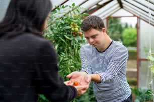 Down-Syndrom erwachsener Mann mit Mutter sammelt Tomaten im Gewächshaus, Gartenkonzept.