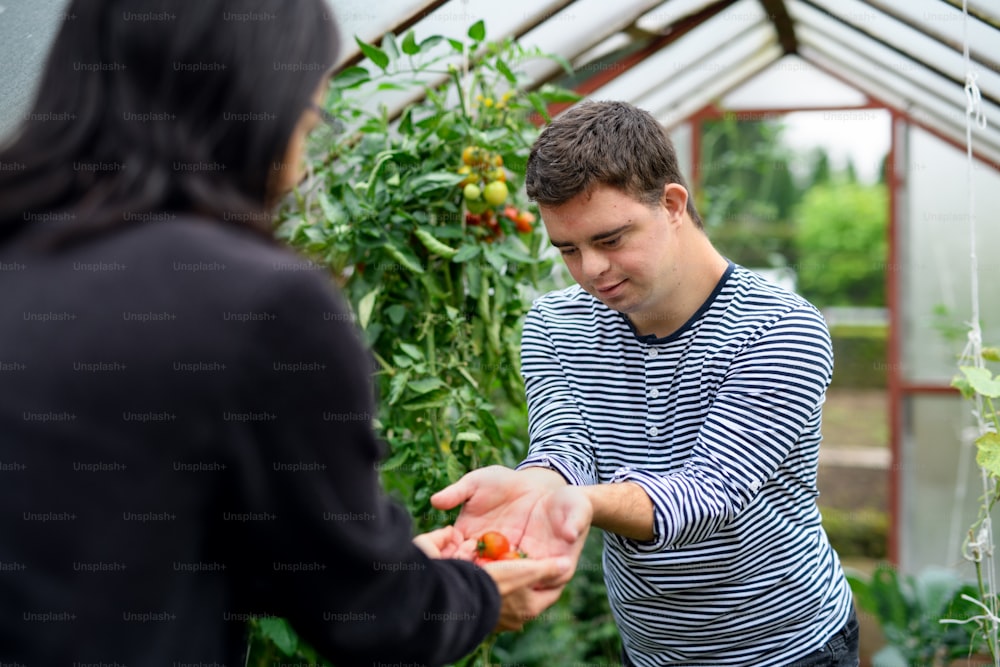 Down syndrome adult man with mother gathering tomatoes in greenhouse, gardening concept.