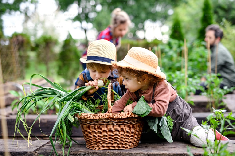 小さな子供を持つ幸せな家族が農場でガーデニングをし、有機野菜を栽培している。