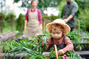 Menina pequena com pais irreconhecíveis jardinagem na fazenda, cultivando vegetais orgânicos.