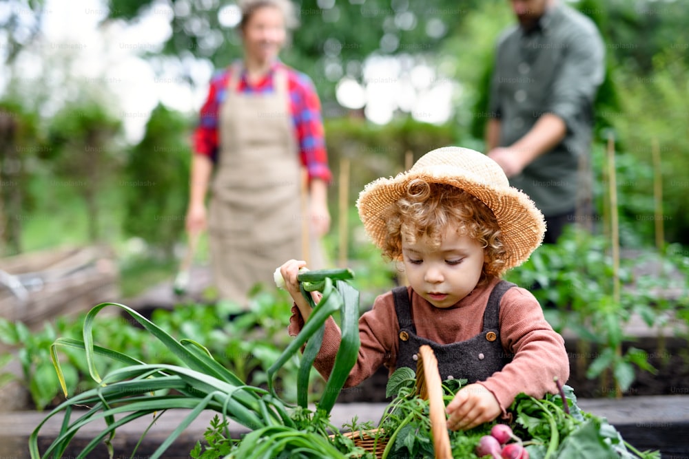 Small girl with unrecognizable parents gardening on farm, growing organic vegetables.