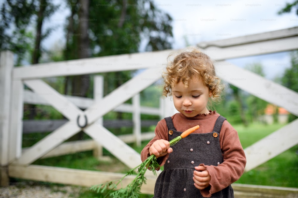 Portrait d’une petite fille mangeant des carottes à la ferme, cultivant des légumes biologiques concept.