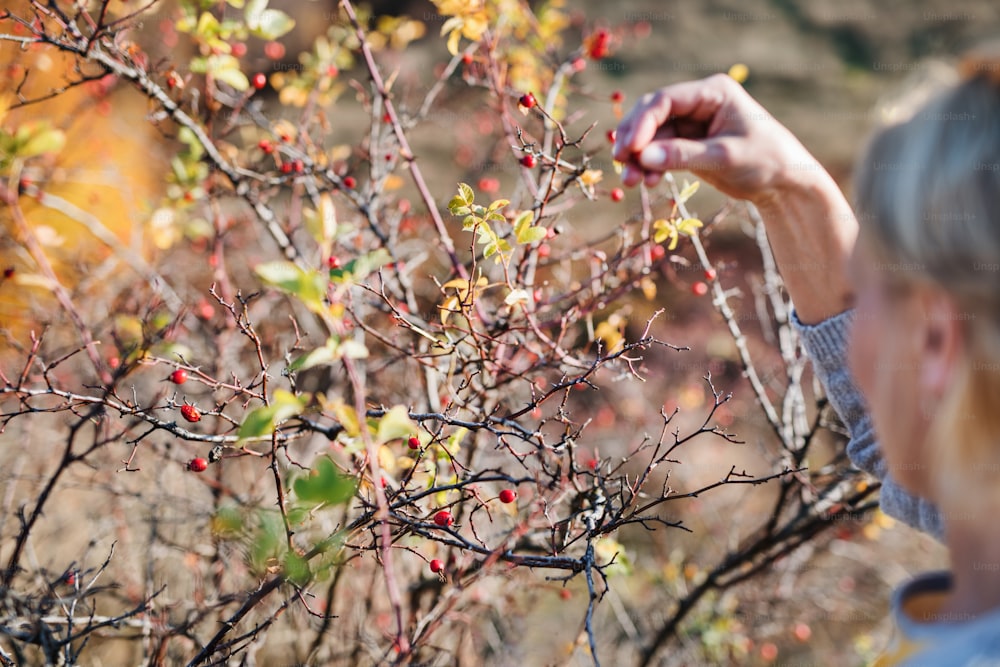 秋の自然の中でローズヒップフルーツを集める認識できない女性、中央部。