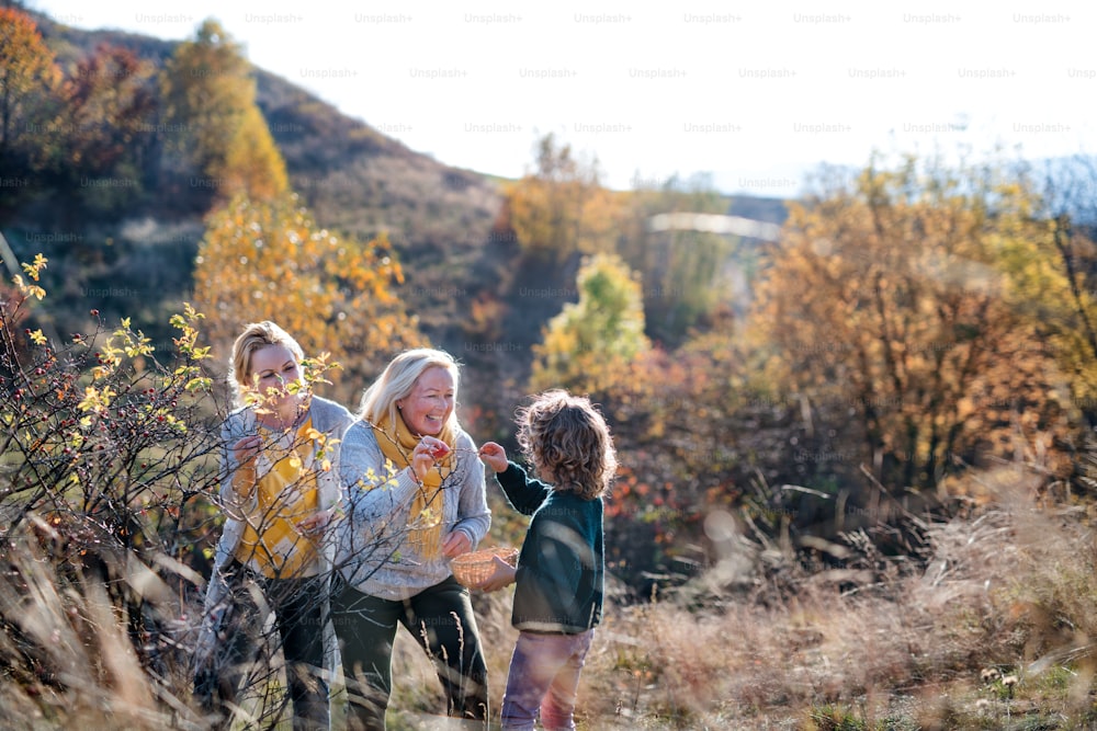 Happy small girl with mother and grandmother collecting rosehip fruit in autumn nature.