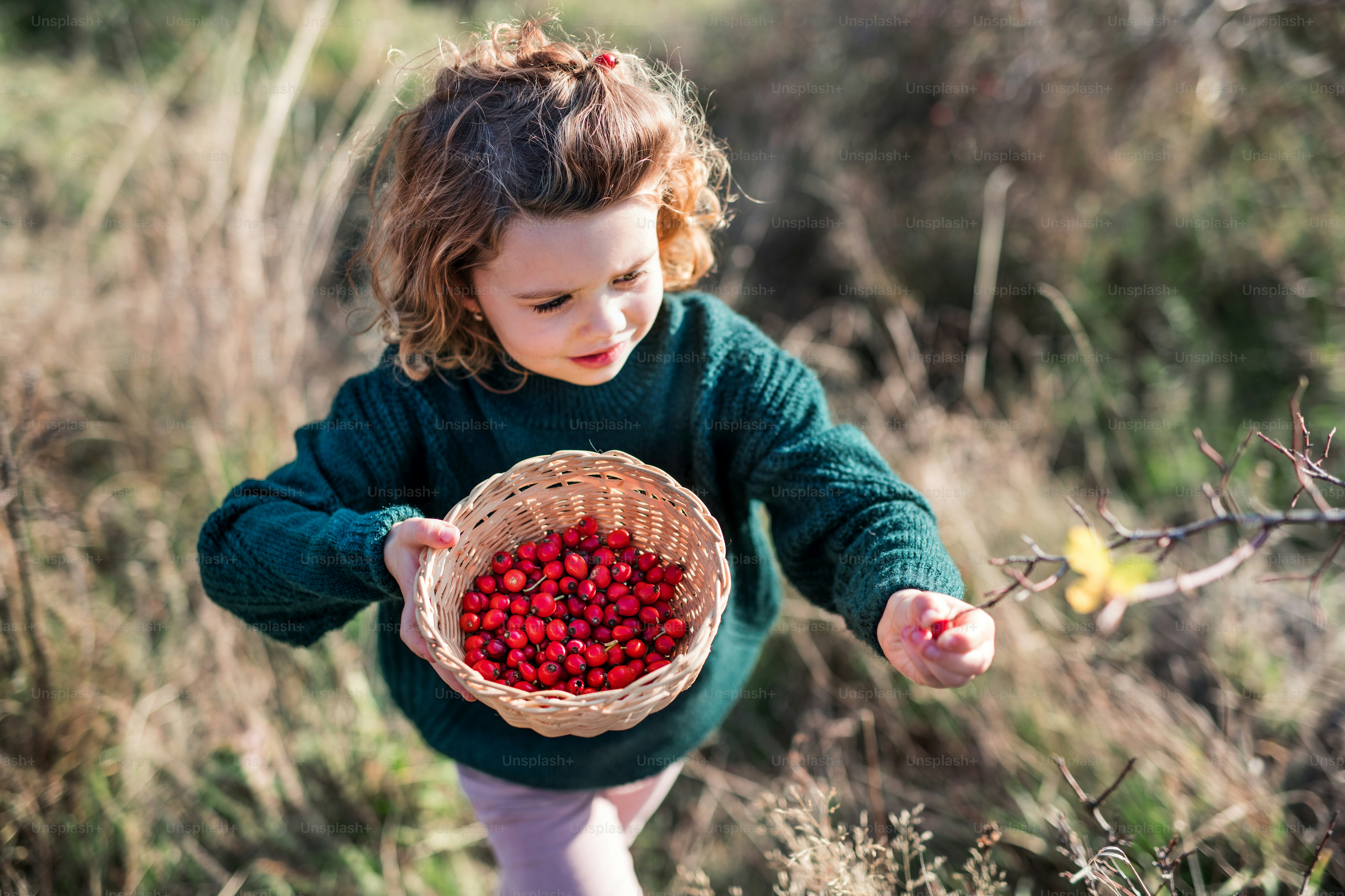 Vue de dessus d’une petite fille lors d’une promenade dans la nature, ramassant des fruits de cynorrhodon.